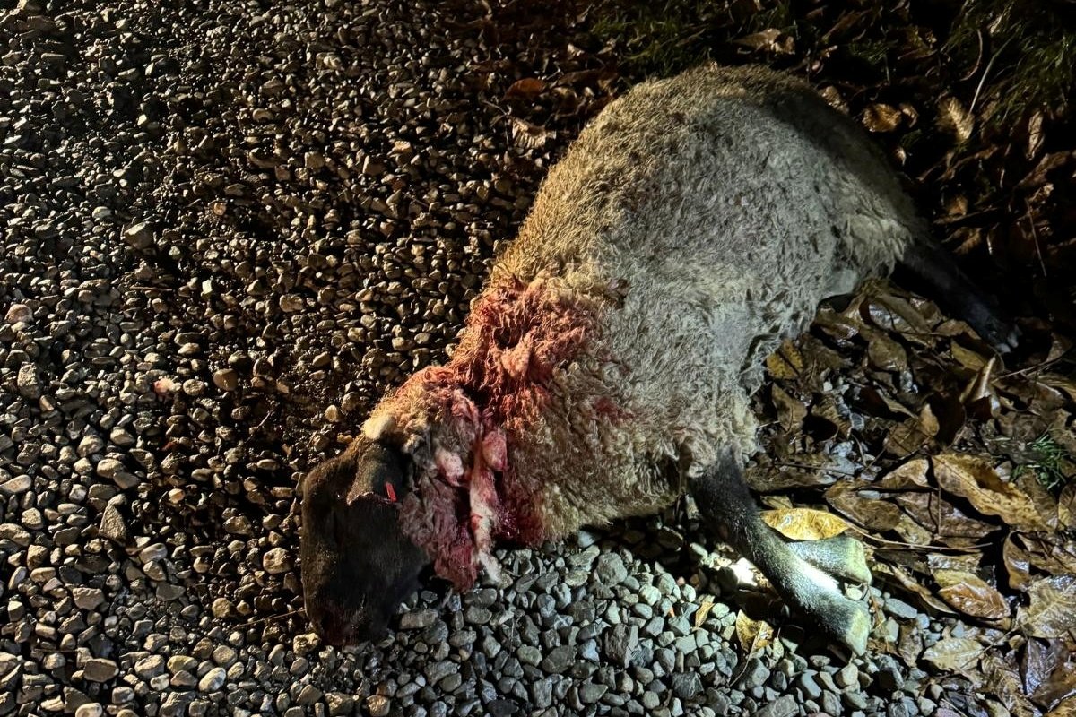 A medvék Székelyföld más részein is sok kárt okoznak az állatállományban •  Fotó: Gyerő József