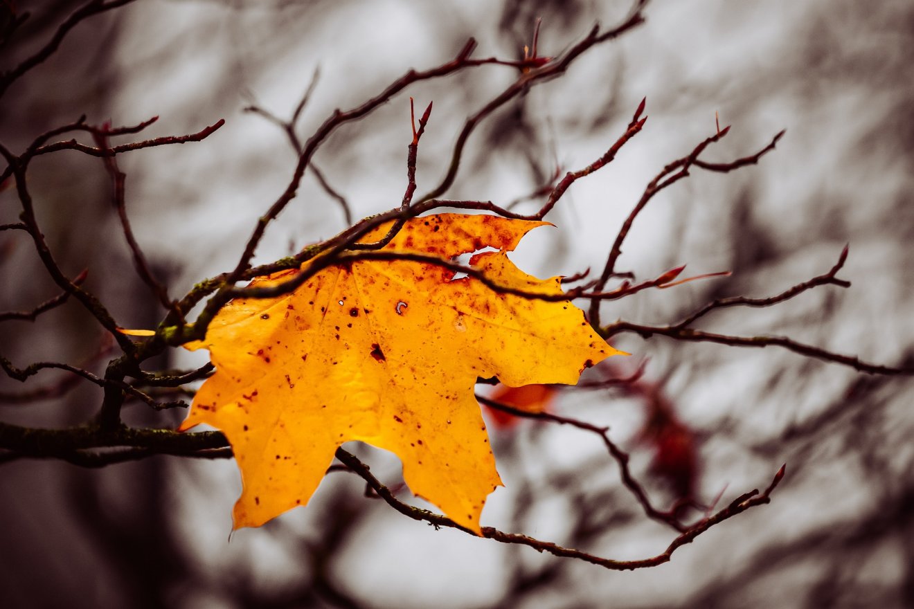 Képünk illusztráció •  Fotó: Pixabay