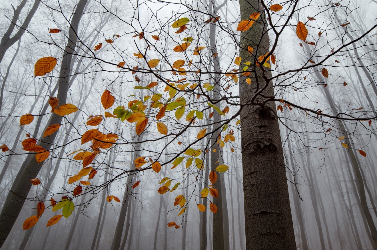 •  Fotó: Pixabay