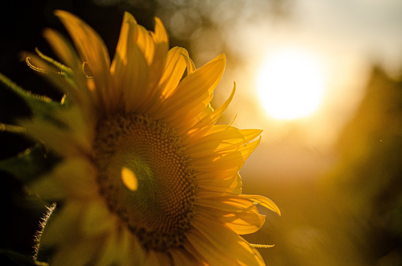 •  Fotó: Pixabay