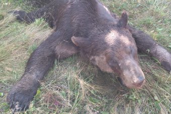 Vége a rettegésnek, kilőtték a Csatószegnél emberekre támadó medvét