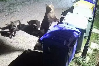 Szakszerű kukafeltépés medvemódra – videó