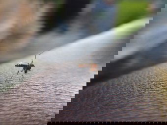 Nyugat-nílusi vírus okozta megbetegedést jelentettek Marosvásárhelyről