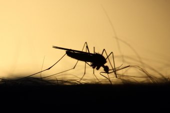 Felütötte a fejét a Nyugat-nílusi vírus egy Maros megyei községben, azonnali szúnyogirtást rendeltek el