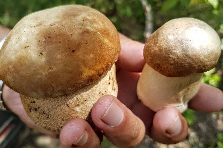 Mihez kezdjünk, ha túl sok vargányát viszünk haza?