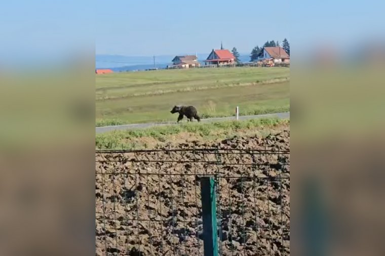 Sérült medve jár Csíkdelnén – videó