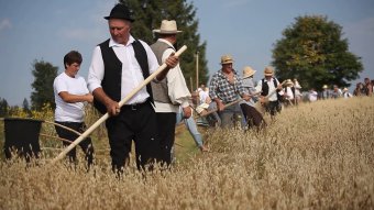 Hogy ne felejtsük el a múltat – hagyományőrző aratókalákát tartottak Fenyőkúton