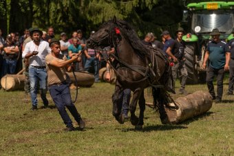 Lovakat hajtanak, láncfűrésszel faragják a virágtartókat