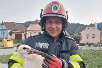 Fészkéből kiesett gólyafiókát mentettek a tűzoltók