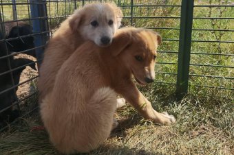 Ismét sok kiskutya vár gazdára a szépmezői menhelyen