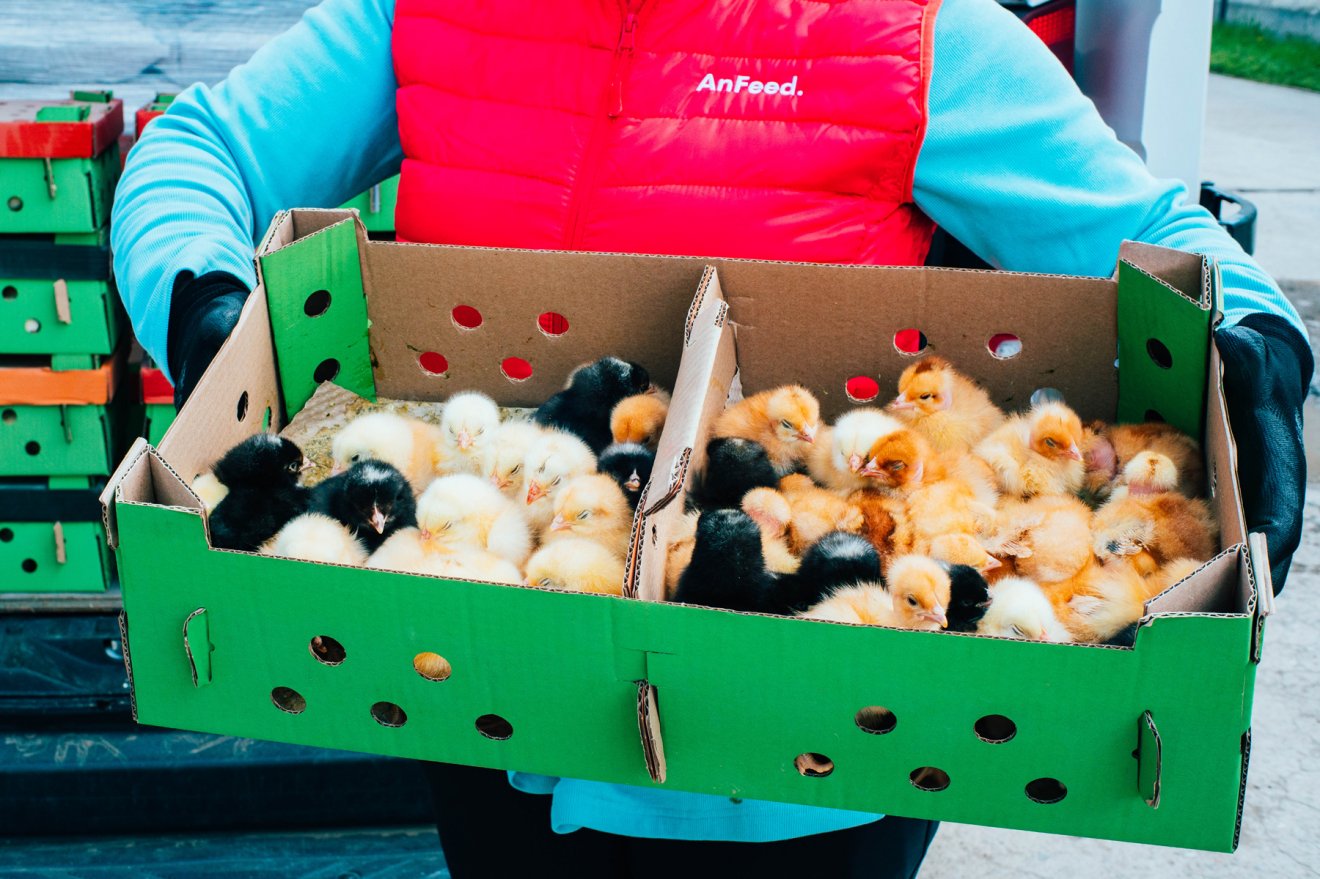 Évente többszázezer csirke nevelkedik az AnFeed farmján… •  Fotó: AnFeed