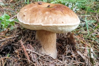 Harmadik alkalommal szervezik meg a Piricskei Gombanapokat