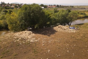 Ezúttal meg is nyírta állatait a sepsiszentgyörgyi kerékpárút mentén legeltető juhász