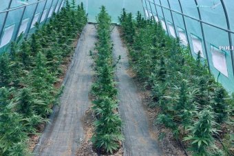 Kannabisz-ültetvényt hozott létre egy férfi Maros megyében – letartóztatták