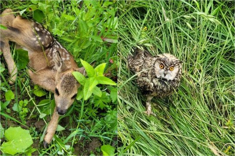 Miközben egy őzgidát mentettek, egy röpképtelen baglyon is segítettek az utászok