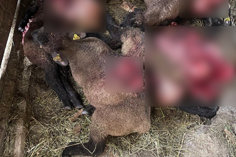 Öt juhot ölt meg egy medve Recsenyéden, több nagyvad is kószál a környéken