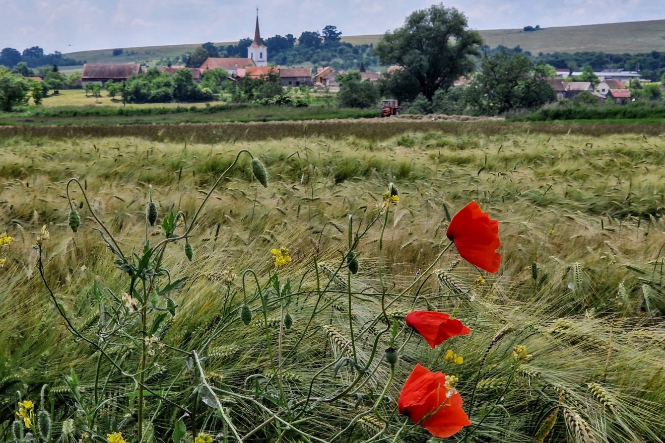 A gazdák nem szeretik a júniusi esőt, hadd érjen a kalász! •  Fotó: Kocsis Károly
