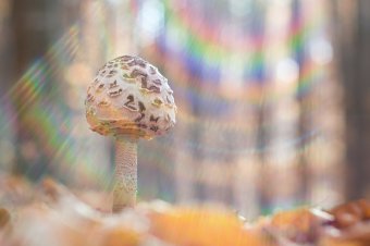 Gombavilágról lehet ismereteket szerezni a Székely Nemzeti Múzeumban