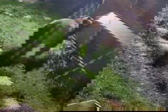 Medve járt egy szécsenyi ház udvarán, egy másik tyúkokat ölt Nyikómalomfalván