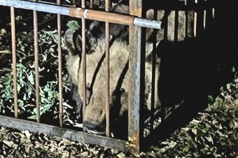 Sikerült befogni a Somostetőn ólálkodó medvék egyikét
