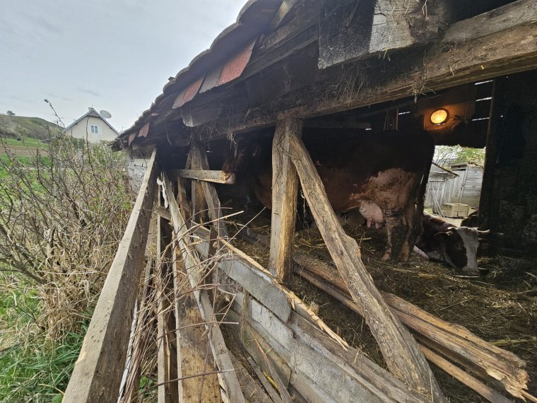 Kutyát ölt, teheneket sebzett a medve Kobátfalván