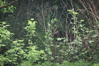 Kétbocsos anyamedve ólálkodik Tordátfalva határában