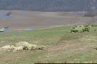 Halomra pusztultak a juhok, a pásztor nem jelentette