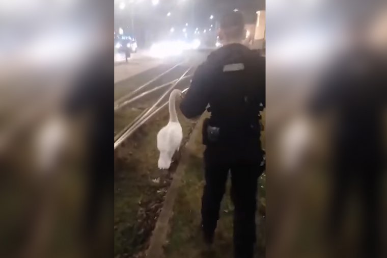 Hattyút tereltek a csendőrök – videóval