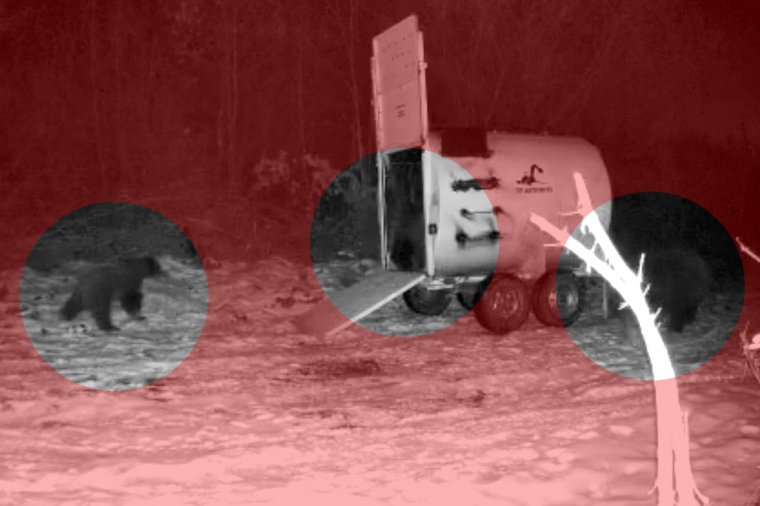 Egy bent, kettő kint – videón, ahogy csapdába szorul az egyik bocs, társa és anyja pedig ijedtében elszalad