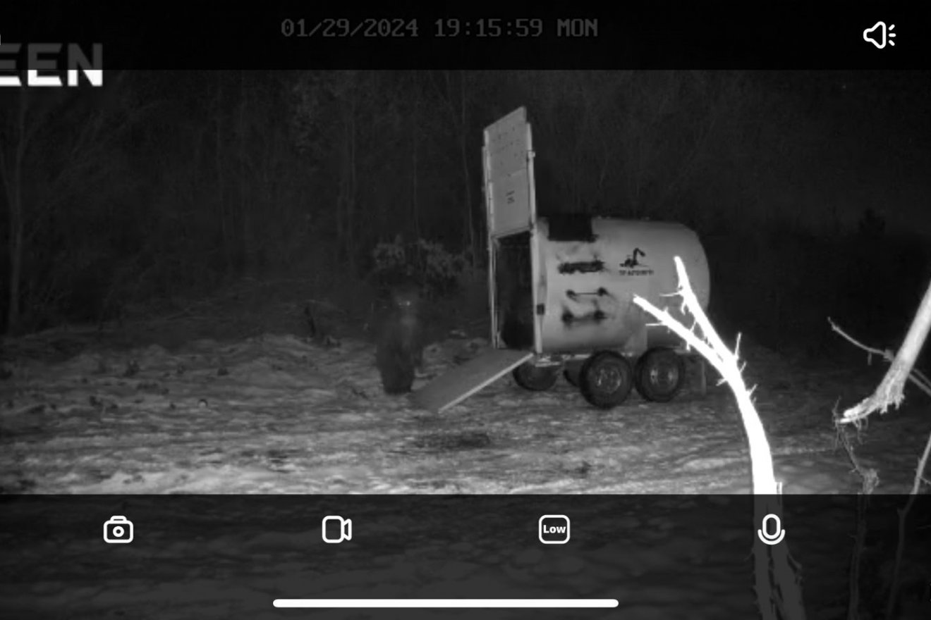 A medvebocs a vadkamerán a befogás előtti pillanatokban •  Fotó: Nagy-Küküllő Vadász- és Sporthorgász Egyesület