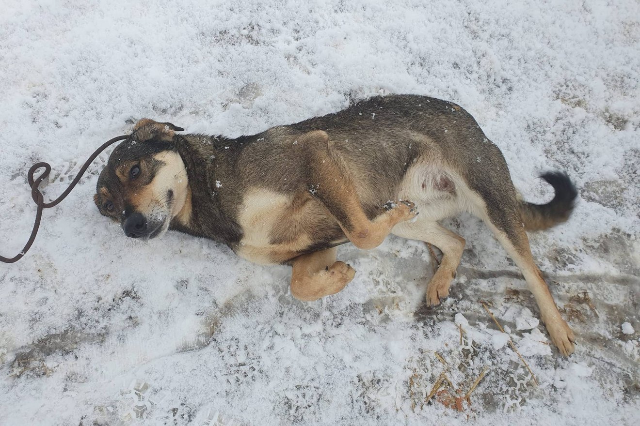 Barky bízik benne, hogy valaki örökbe fogadja •  Fotó: TEGA RT.