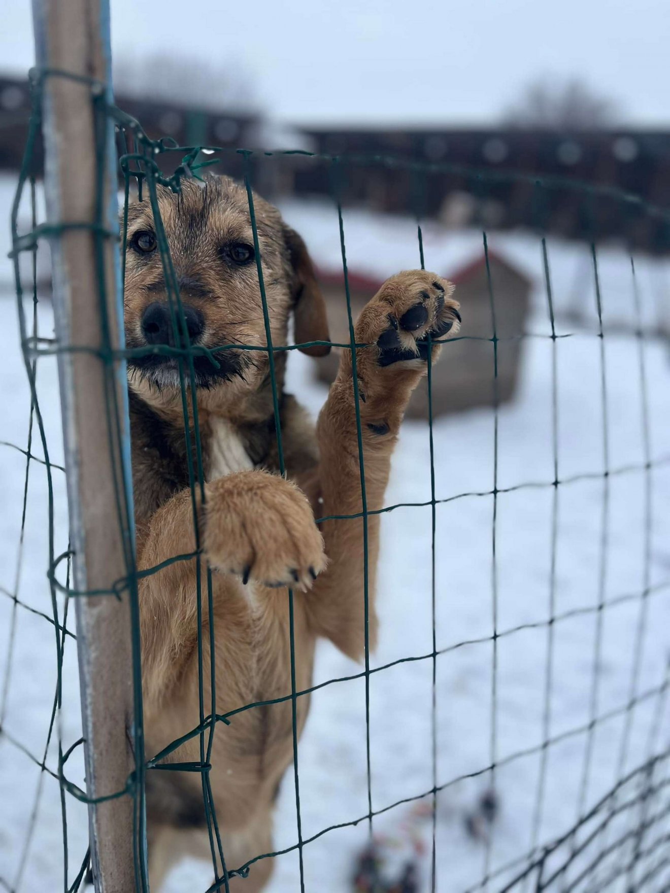 Új otthonra vágyik Milo •  Fotó: TEGA RT.