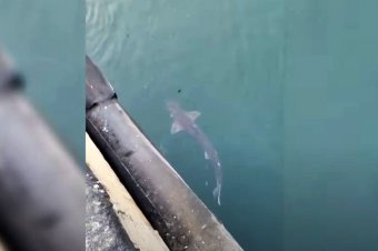 Cápát filmeztek le egy konstancai kikötőben – videóval