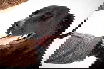 Szombaton nyílt napot tartanak a szépmezői kutyamenhelyen