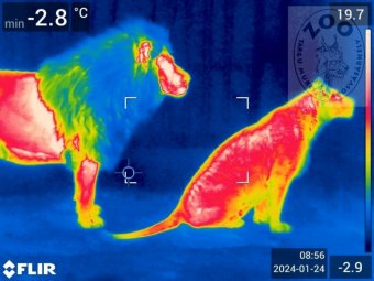 Hőkamerás fotókon mutatták meg, hogy melyik állat fázik télen