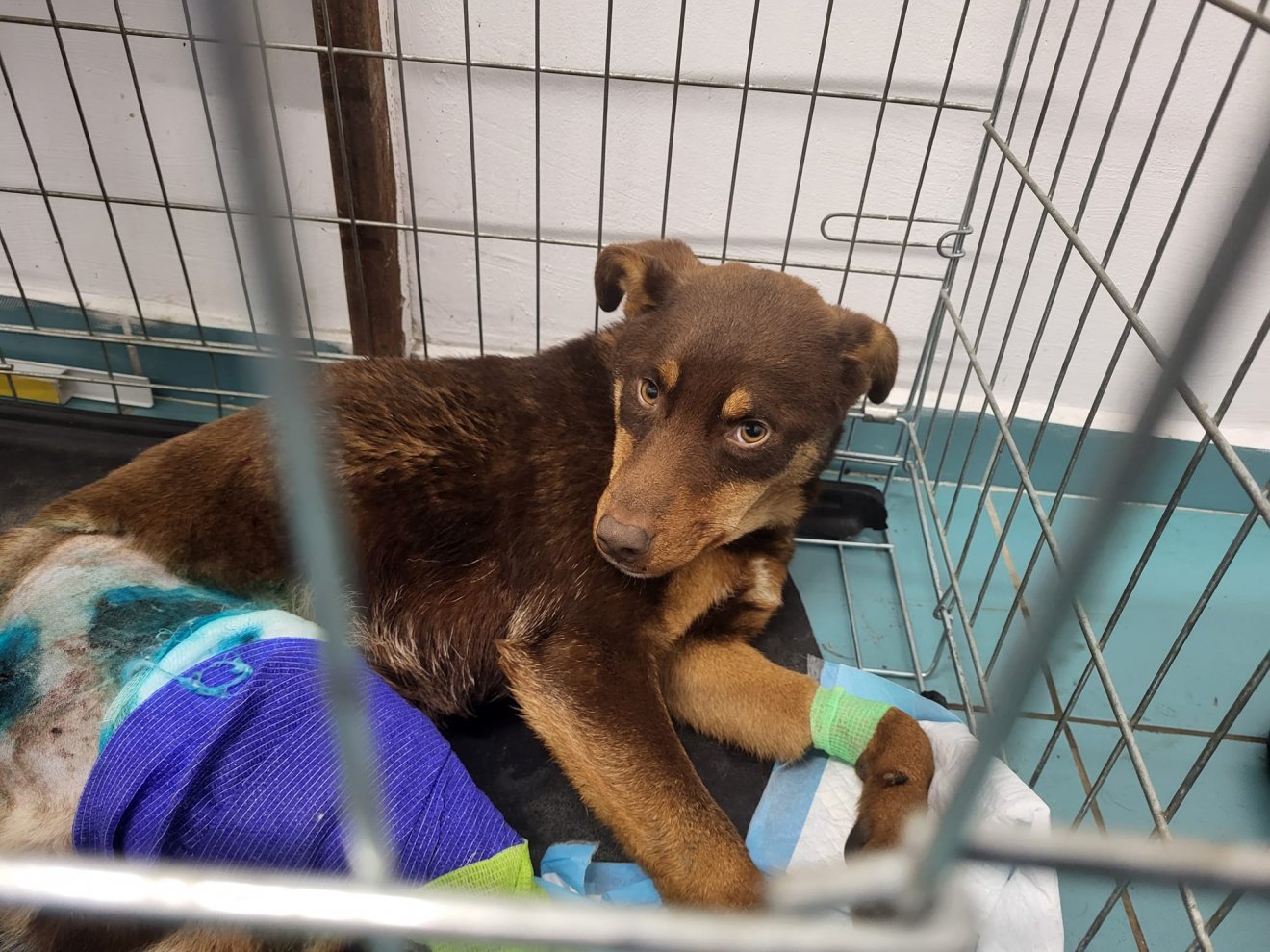 Autó által elgázolt kutyus hátsó lábait sikerült megmentenie az egyesületnek az ünnepek idején •  Fotó: Justice for Animals Facebook-oldala