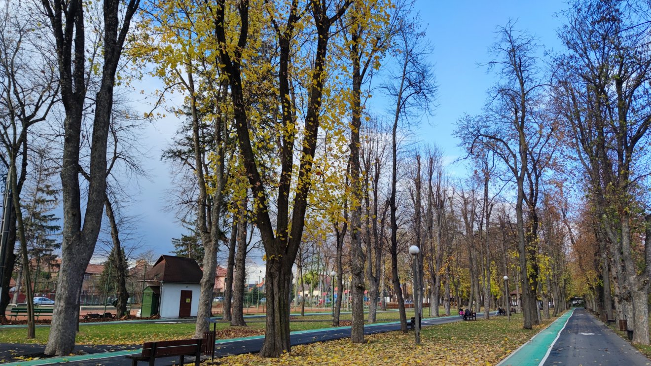 A park magas fáit igencsak kedvelik a varjak •  Fotó: Farkas Áron