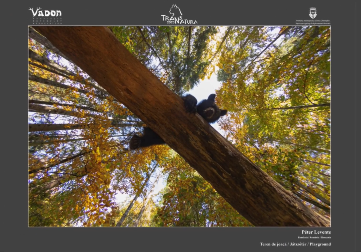 Péter Levente: Játszótér •  Fotó: TransNatura International Nature Photo Contest