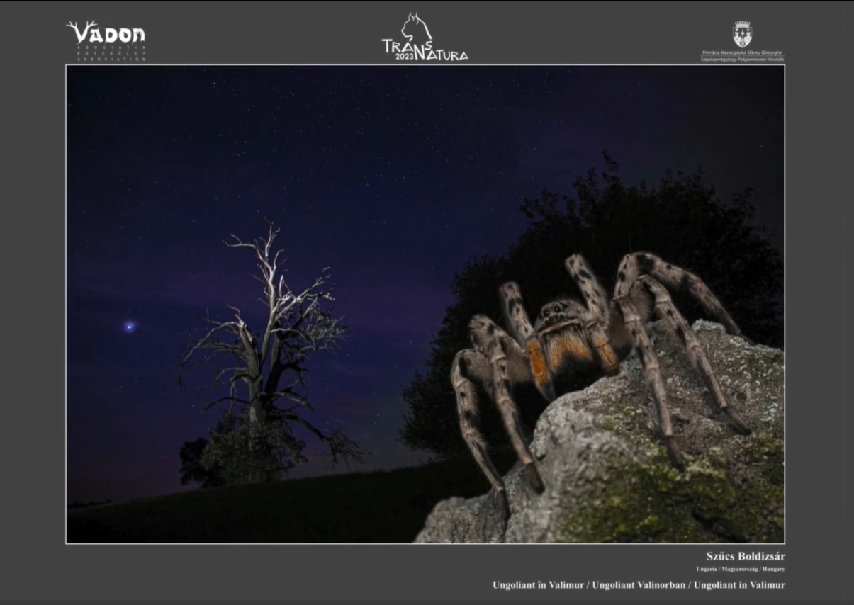 Szűcs Boldizsár: Ungoliant Valinorban •  Fotó: TransNatura International Nature Photo Contest