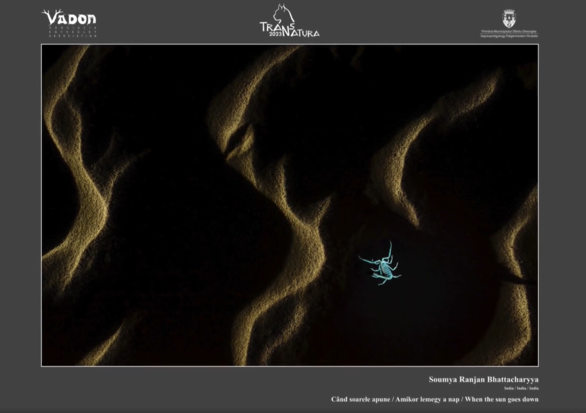 Soumya Ranjan Bhattacharyya: Amikor lemegy a nap •  Fotó: TransNatura International Nature Photo Contest