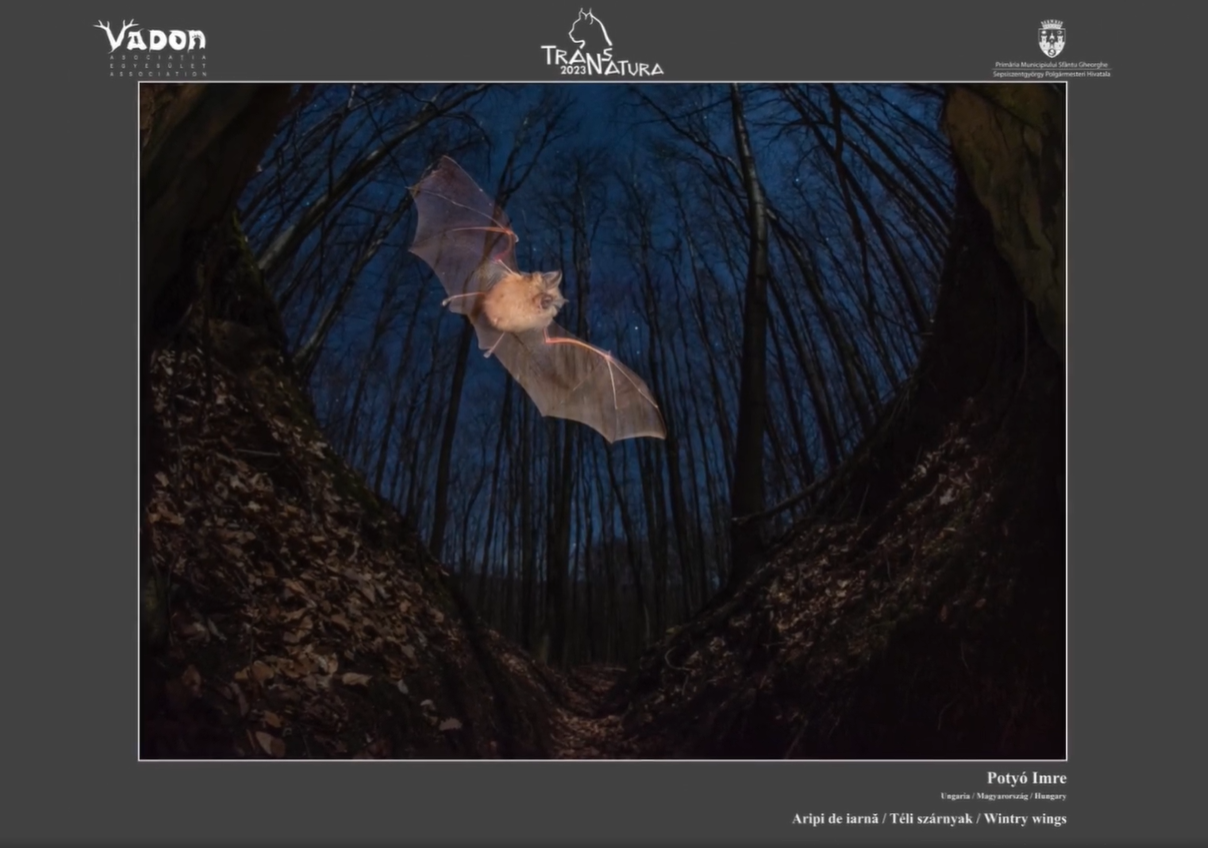 Potyó Imre: Téli szárnyak •  Fotó: TransNatura International Nature Photo Contest