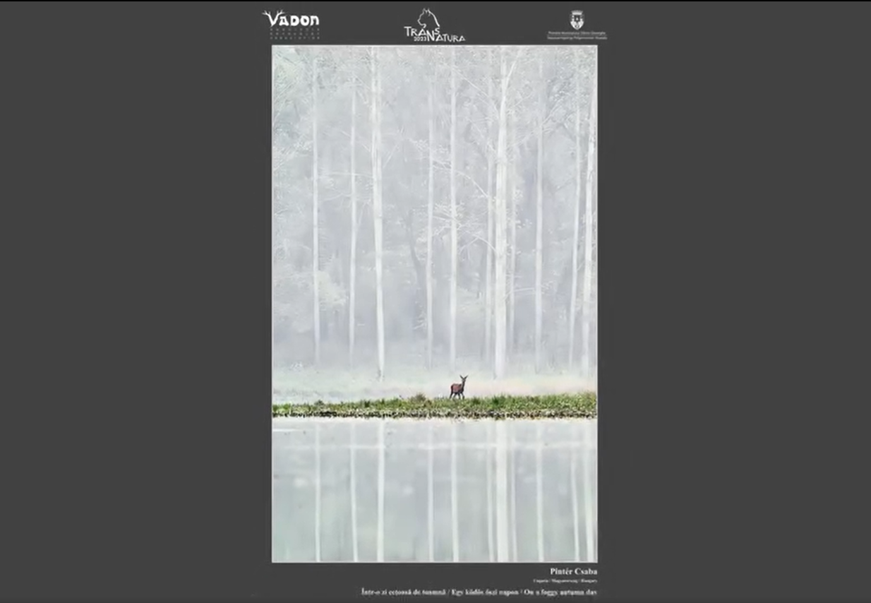 Pintér Csaba: Egy ködös őszi napon •  Fotó: TransNatura International Nature Photo Contest
