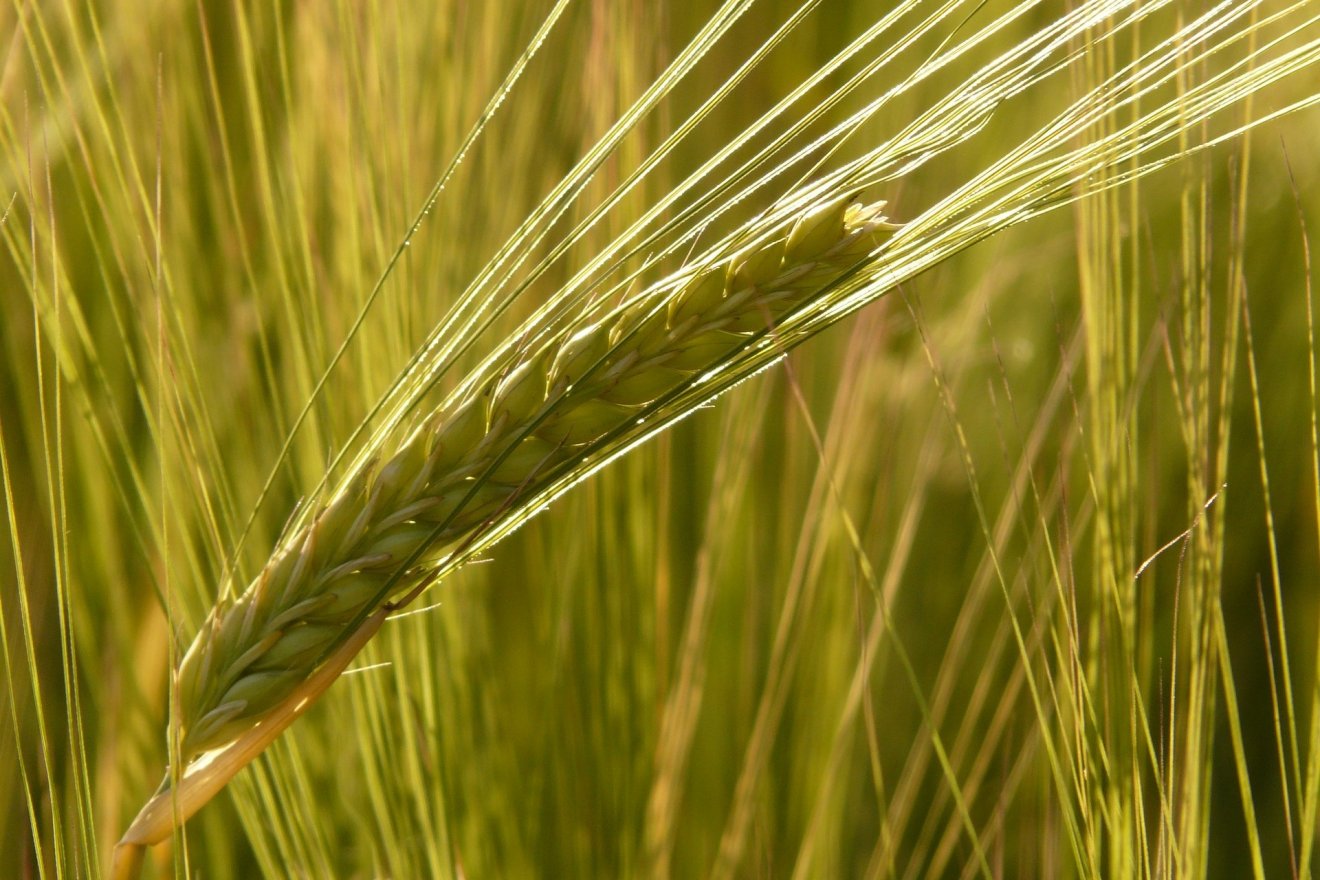 Ukrajnában jövő tavasszal és nyáron kisebb termésmennyiség várható a gabonából •  Fotó: Pixabay