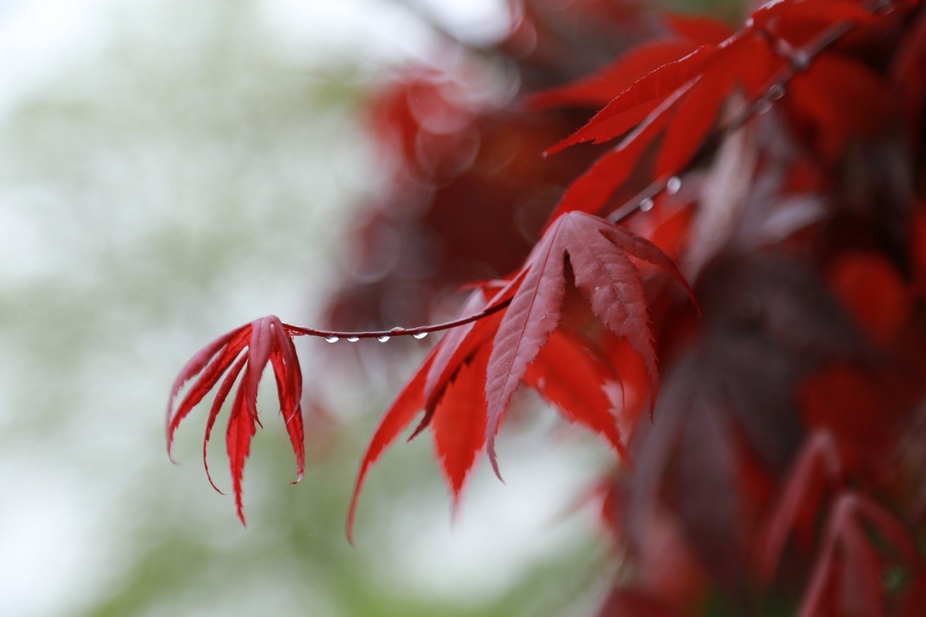 A következő két hétben gyakori csapadékra lehet számítani •  Fotó: Pixabay