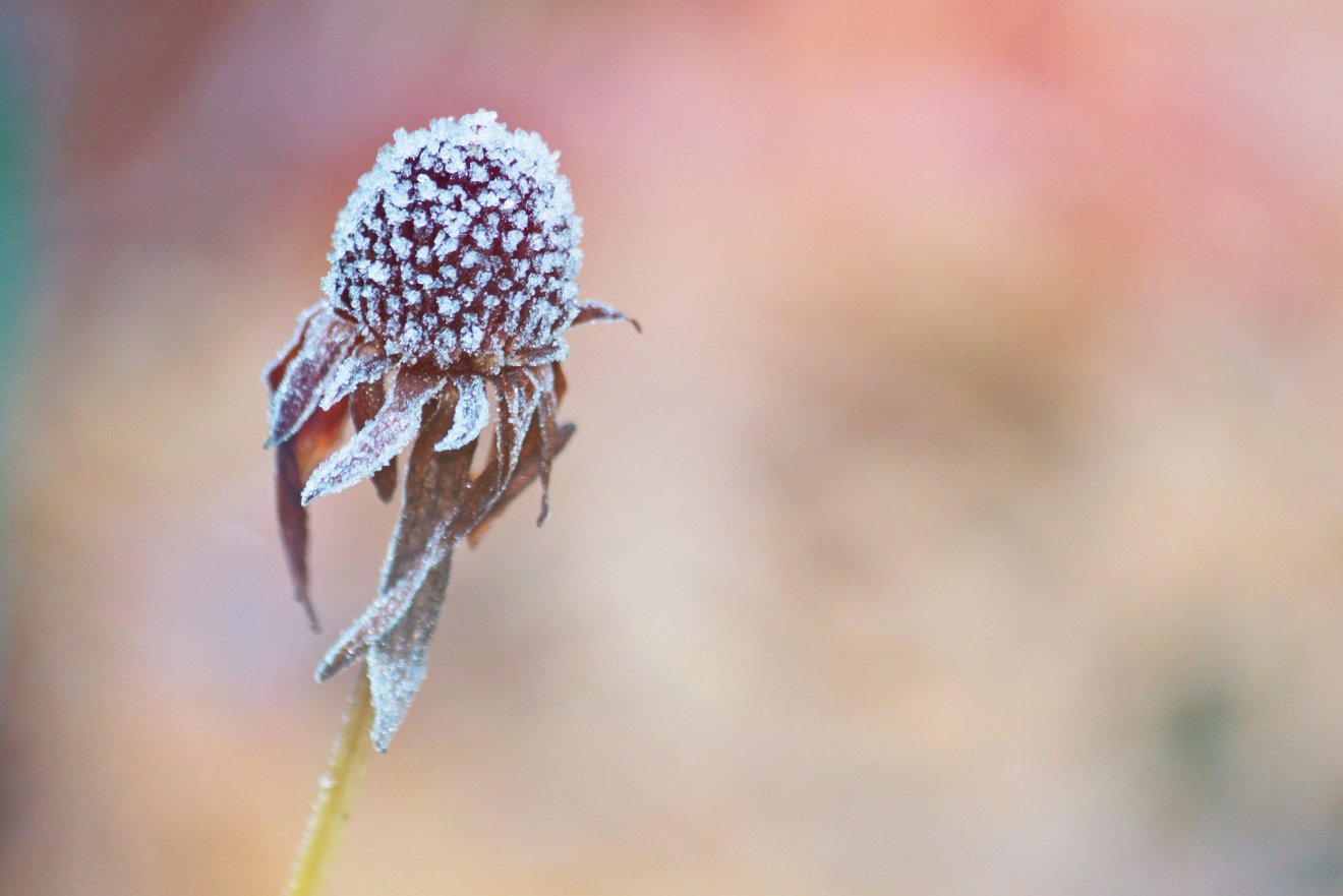 •  Fotó: Pixabay
