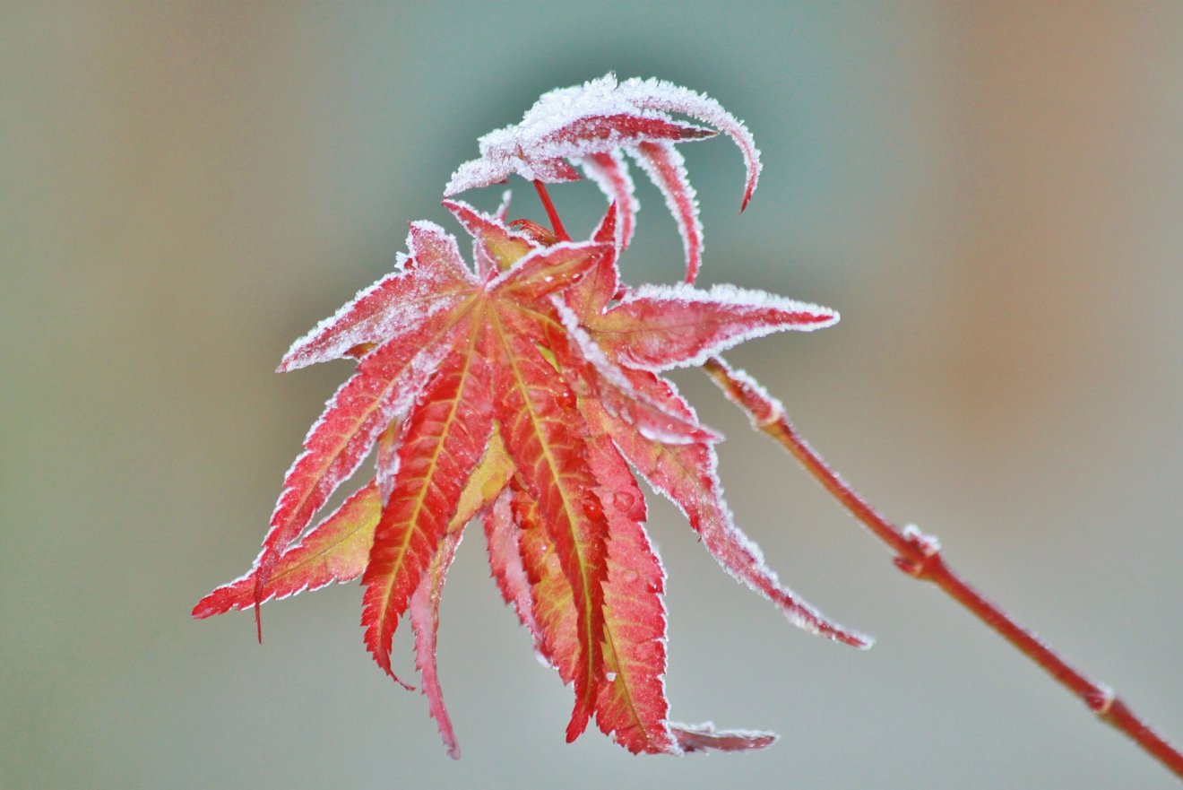 •  Fotó: Pixabay