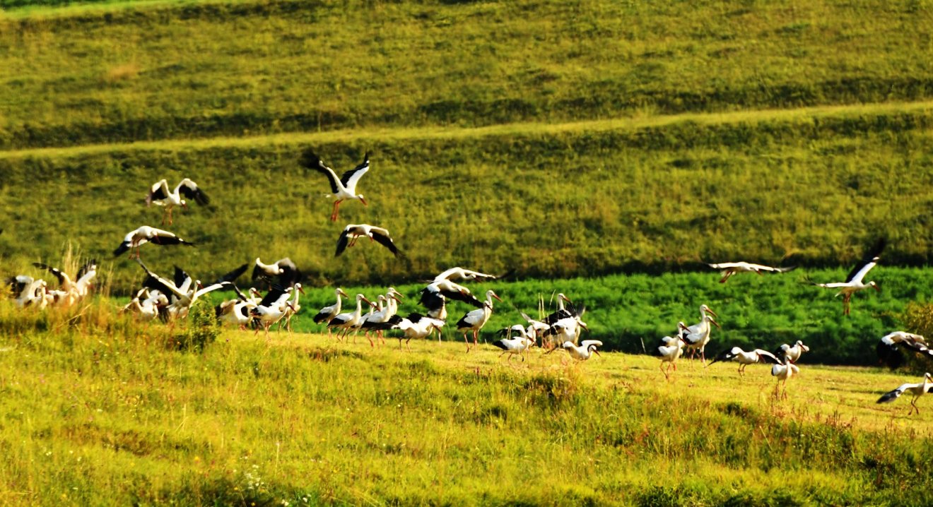 A vadon élő fehér gólyák (Ciconia ciconia) élettartama 20-30 év, fogságban ennél többet élhetnek •  Fotó: Arii Naturale Protejate Harghita