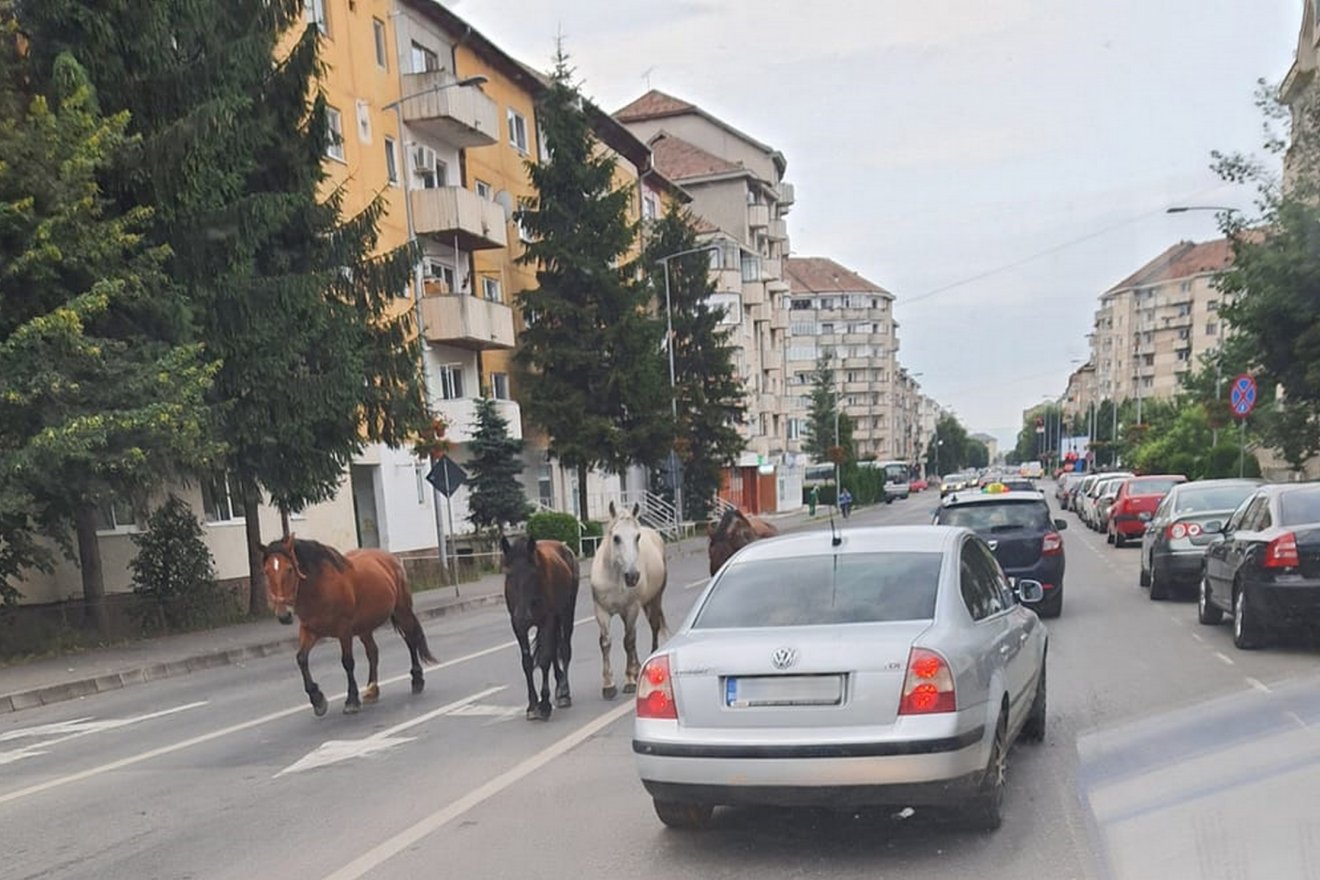 Az Őrkőről elszabadult lovak régebb sok gondot okoztak a helyi rendőröknek – és a sofőröknek •  Fotó: Székely Hírmondó-archív