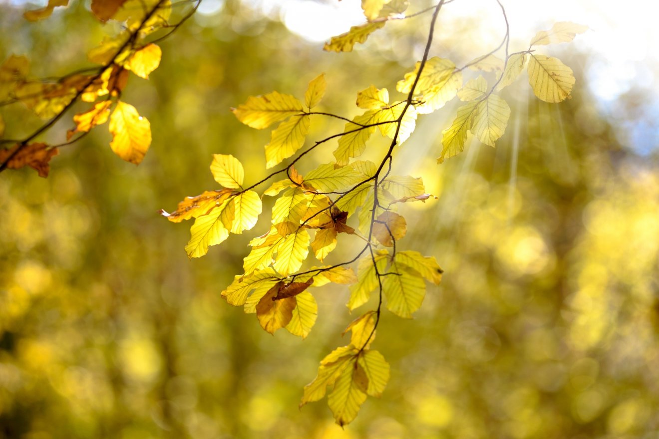 Hideg hajnalok. Előjele a közelgő évszakváltásnak? •  Fotó: Pixabay