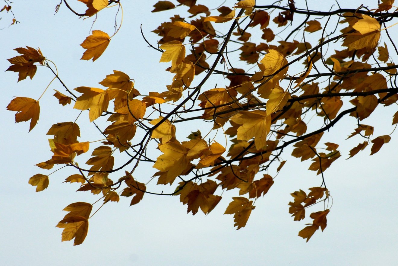 •  Fotó: Pixabay